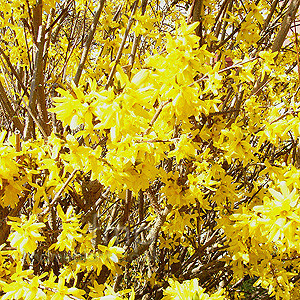 Forsythia X Intermedia - Golden Bell