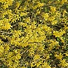 Forsythia - Maree De Or