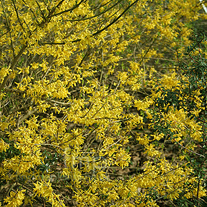 Forsythia 'Maree De Or'