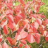 Fothergilla Major