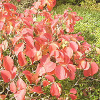 Fothergilla Major - Witch Alder