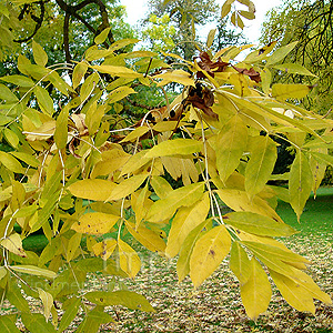 Fraxinus Excelsior - Ash