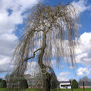 Fraxinus Excelsior 'Pendula' - Weeping Ash