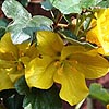 Fremontodendron California Glory