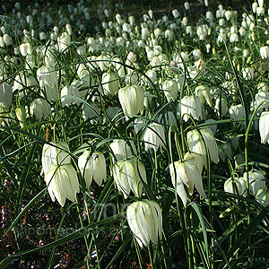 Fritillaria Meleagris Alba