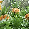 Fritillaria Imperialis