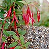 Fuchsia Megellanica - Mrs popple