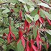 Fuchsia Magellanica - Versicolor