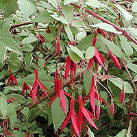 Fuchsia Magellanica 'Versicolor' - Lady's Eardrops