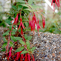 Fuchsia Megellanica - Ladies Eardrops