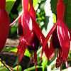 Fuchsia - Abundance