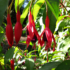 Fuchsia 'Abundance' - Fuchsia