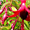 Fuchsia - Dying Embers