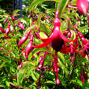 Fuchsia 'Dying Embers'