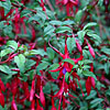 Fuchsia - Globosa