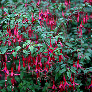 Fuchsia 'Globosa'