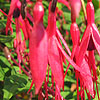 Fuchsia Megellanica - Mrs popple