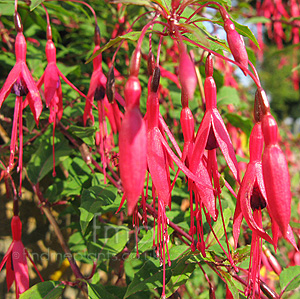 Fuchsia Megellanica 'Mrs popple' - Ladies Eardrops, Fuchsia