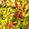 Fuchsia Magellanica - Aurea