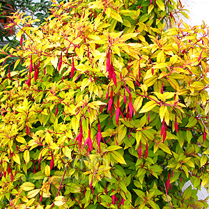 Fuchsia Magellanica 'Aurea' - Lady's Eardrops, Golden Fuchsia