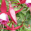 Fuchsia - Saturnus