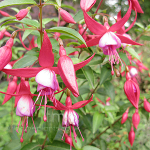 Fuchsia 'Saturnus'