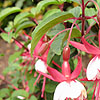 Fuchsia - Snowcap