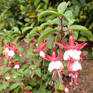 Fuchsia 'Snowcap'