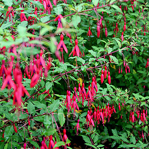 Fuchsia Magellanica Thompsonii