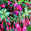 Fuchsia - Tom Thumb