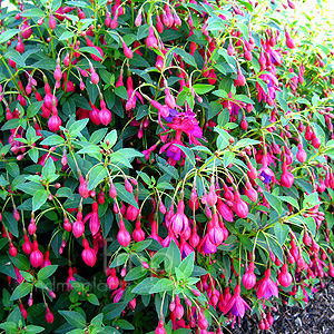 Fuchsia 'Tom Thumb' - Fuchsia