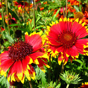 Gaillardia 'Solar Flare' - Blanket Flower