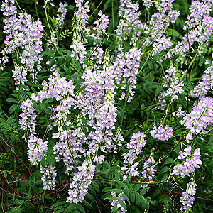 Galega Officinalis - Goat's Rue