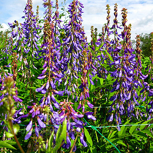 Galega Orientalis - Goat's Rue, Galega