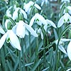 Galanthus Nivalis