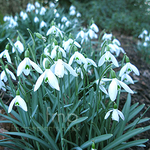 Galanthus Nivalis - Snow Drop, Galianthus