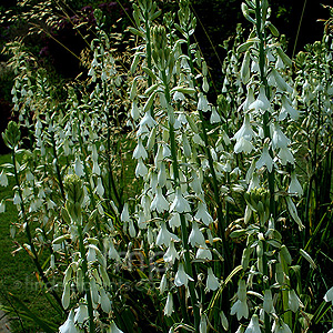 Galtonia Candicans - Summer Hyacinth, Spire Lily