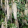 Garrya Elliptica - James Roof