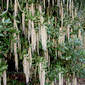 Garrya Elliptica 'James Roof' - Silk Tassle Bush