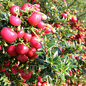 Gaultheria Micronata 'Crimsonia'