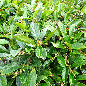 Gaultheria Hookeri