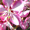 Gaura Lindheimeri - Rosy Jane