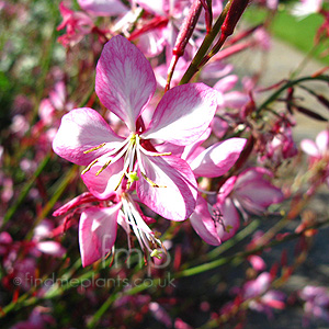 Gaura Lindheimeri 'Rosy Jane' - Gaura, Wandflower