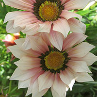 Gazania 'Biddy Miller' - Gazania