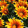 Gazania - Tiger Stripes