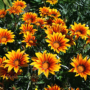 Gazania 'Tiger Stripes' - Gazania