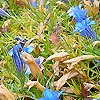 Gentiana X Stevenagensis - Strathmore