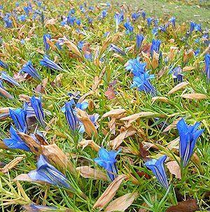 Gentiana X Stevenagensis 'Strathmore' - Gentian