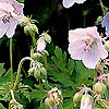 Geranium Pratense - Mrs Kendall Clark