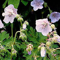 Geranium Pratense 'Mrs Kendall Clark' - Cranesbill